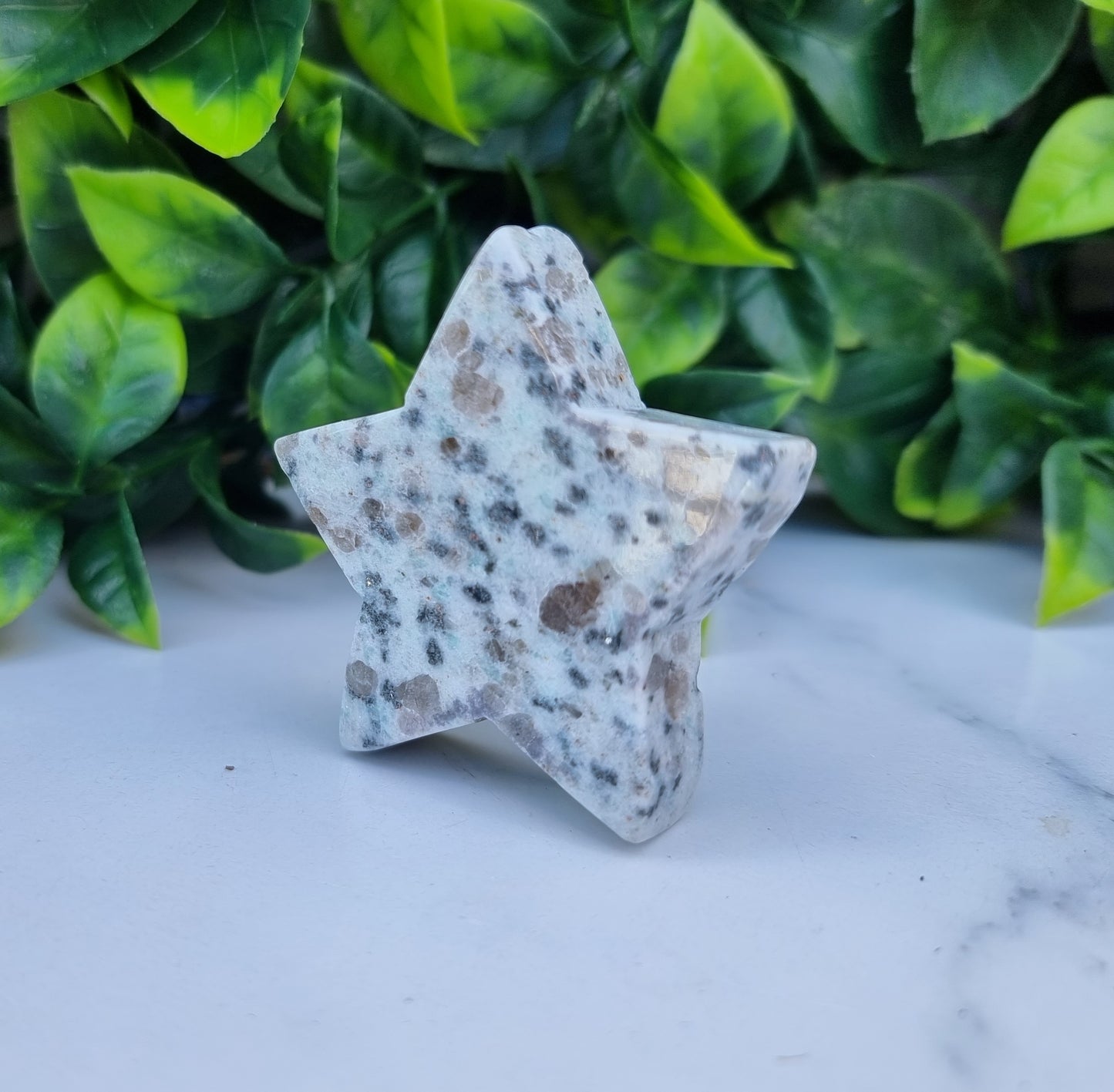 Kiwi Jasper Star