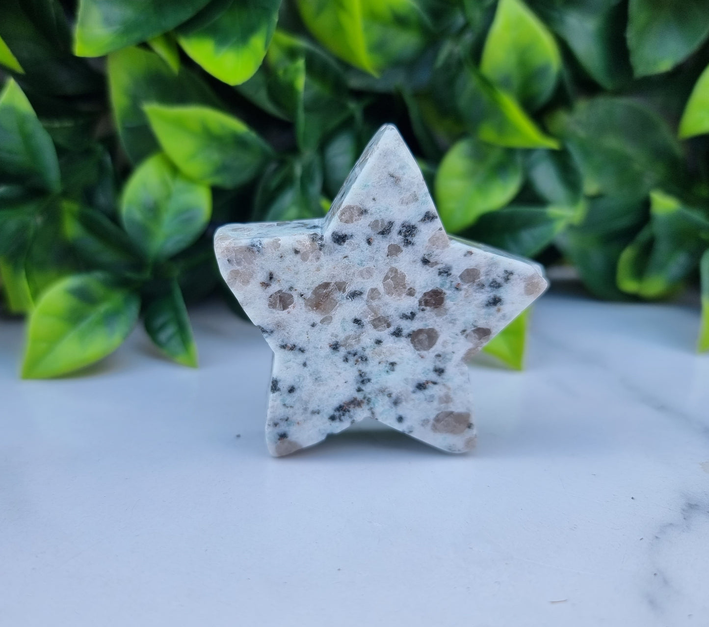 Kiwi Jasper Star