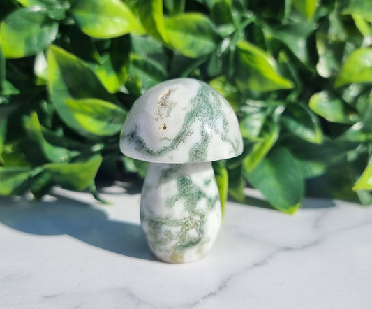 Tree Agate Mushroom