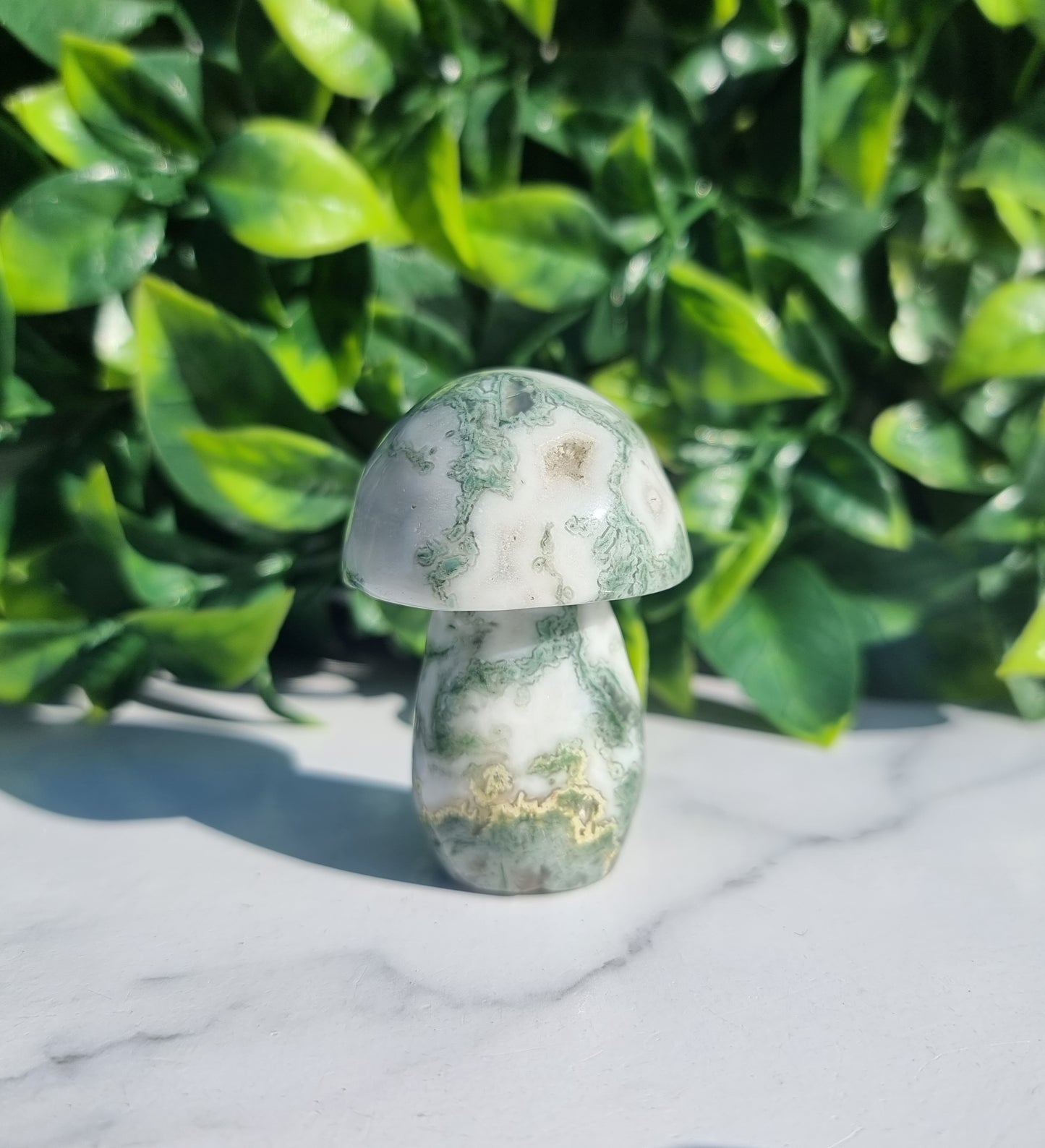 Tree Agate Mushroom