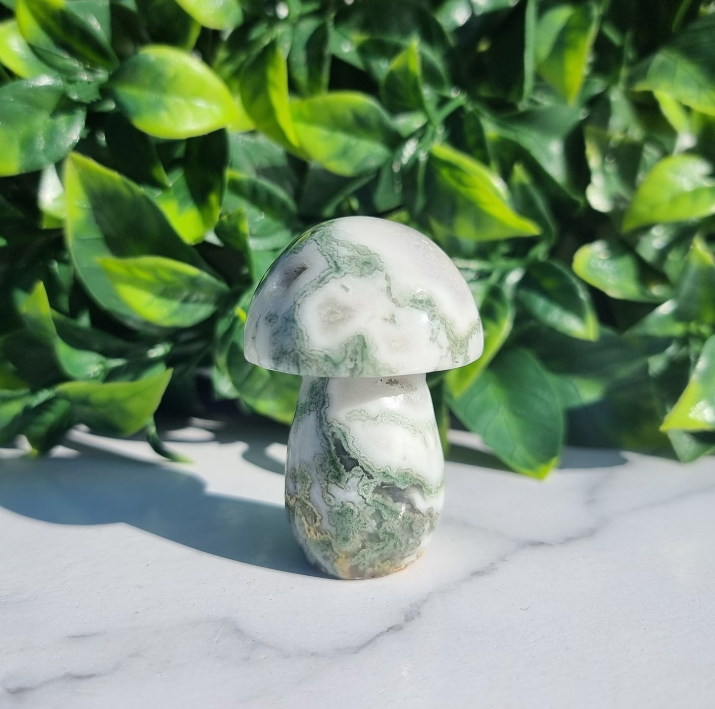 Tree Agate Mushroom